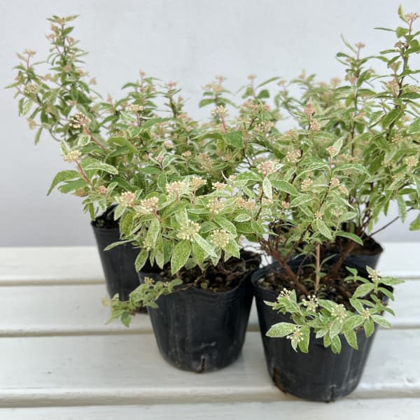 コデマリ：斑入りコデマリピンクアイス（桜でまり）3号ポット