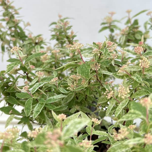 コデマリ：斑入りコデマリピンクアイス（桜でまり）3号ポット