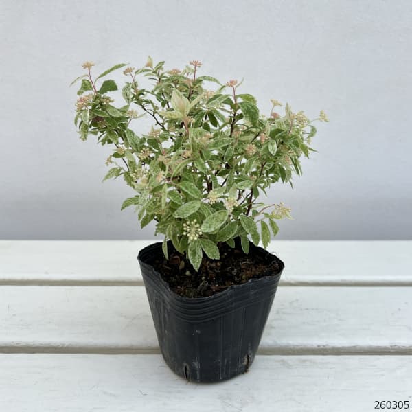 コデマリ：斑入りコデマリピンクアイス（桜でまり）3号ポット