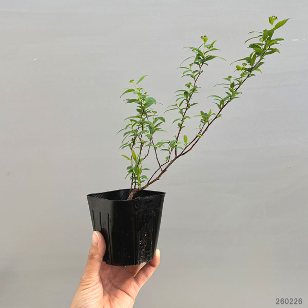 コデマリ3号ポット