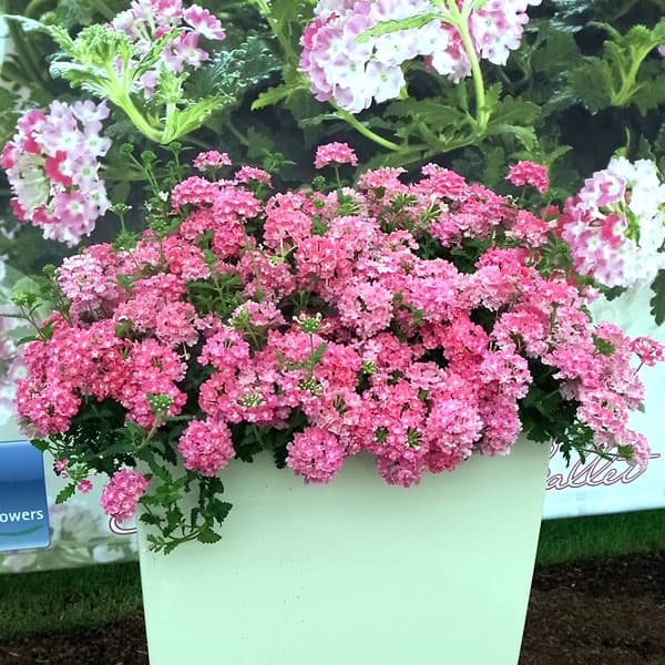 [26年4月上旬予約]バーベナ：エストレラ　タッフィピンク3.5号ポット