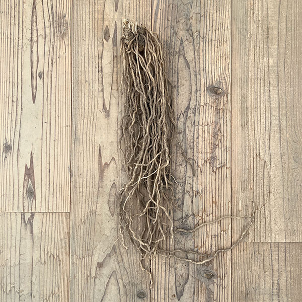 アスパラガス:緑茎種裸苗特大株(M) 2株セット