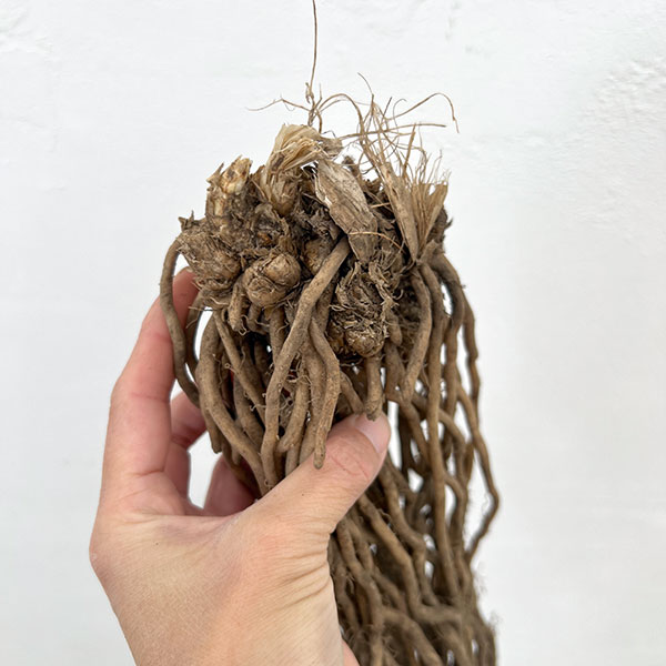 アスパラガス:緑茎種裸苗特大株(M) 2株セット