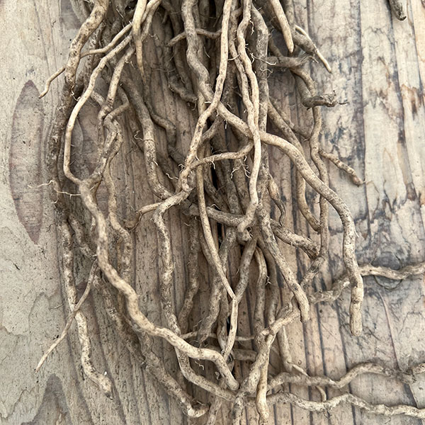 アスパラガス:緑茎種裸苗特大株(M) 2株セット