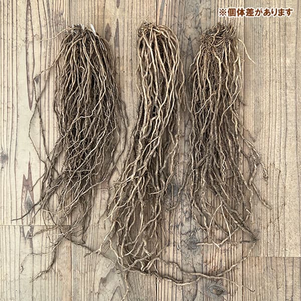 アスパラガス:緑茎種裸苗特大株(M) 2株セット