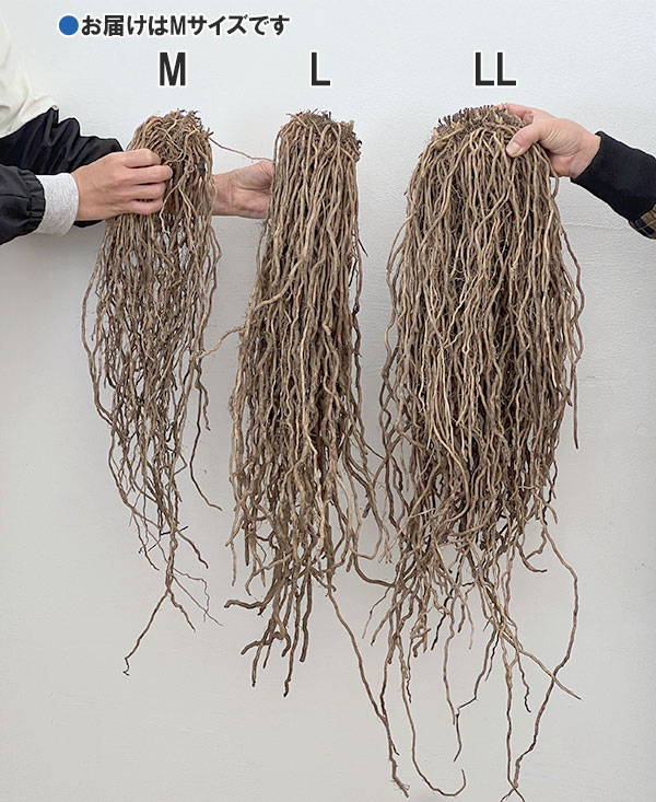 アスパラガス:緑茎種裸苗特大株(M) 2株セット