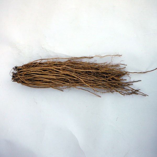 アスパラガス:緑茎種裸苗特大株(M) 2株セット