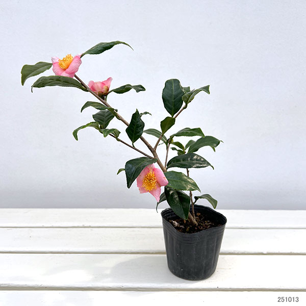 ツバキ（椿）：炉開き（ろびらき）3号ポット樹高15-30cm前後