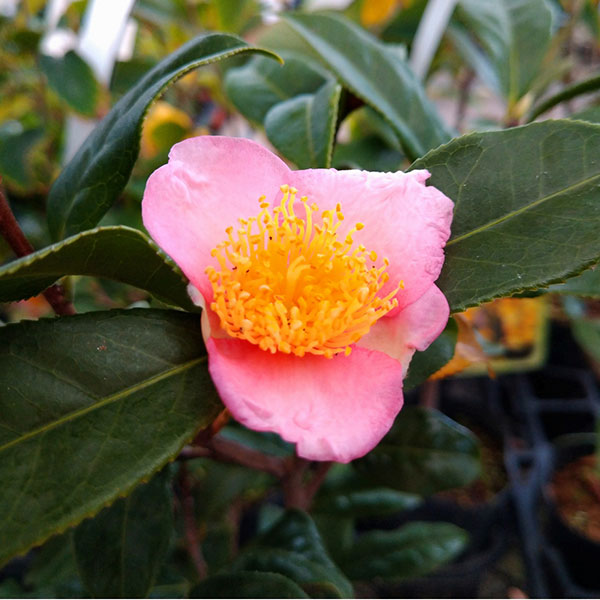 ツバキ（椿）：炉開き（ろびらき）3号ポット樹高15-30cm前後