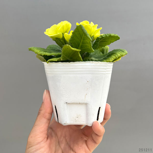 プリムラ ジュリアン ハイブリット:菜々ちゃん3-3.5号ポット