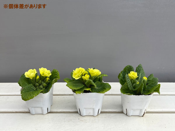 プリムラ ジュリアン ハイブリット:菜々ちゃん3-3.5号ポット