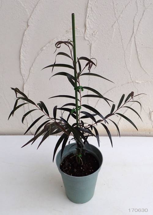 アゴニス フレクソーサ（黒ユーカリ）：ブラックテイル4号鉢植え