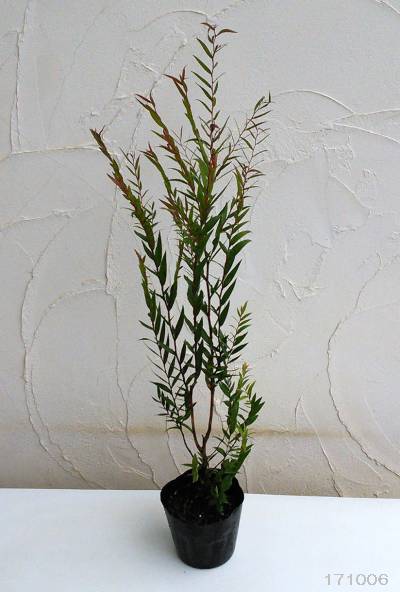 アゴニス フレクソーサ（黒ユーカリ）：ブラックテイル4号鉢植え