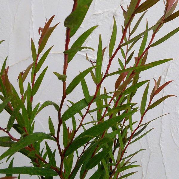 アゴニス フレクソーサ（黒ユーカリ）：ブラックテイル4号鉢植え