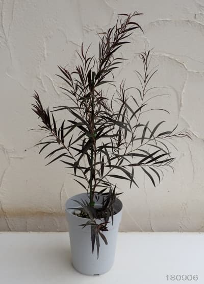 アゴニス フレクソーサ（黒ユーカリ）：ブラックテイル4号鉢植え