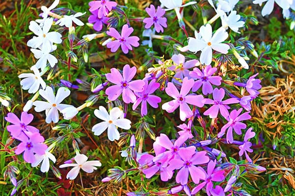 [送料無料]芝桜（シバザクラ）：花色ミックス3号ポット 24株セット