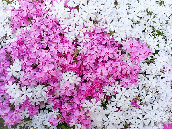 [送料無料]芝桜（シバザクラ）：花色ミックス3号ポット 24株セット