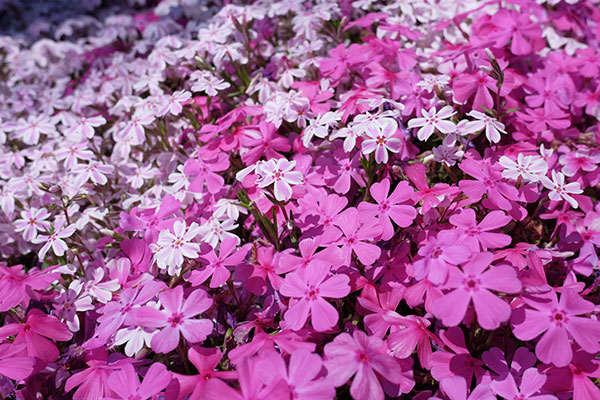 [送料無料]芝桜（シバザクラ）：花色ミックス3号ポット 24株セット