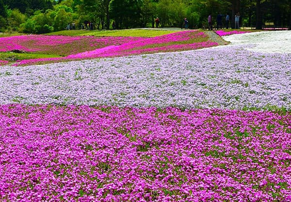 [送料無料]芝桜（シバザクラ）：花色ミックス3号ポット 24株セット