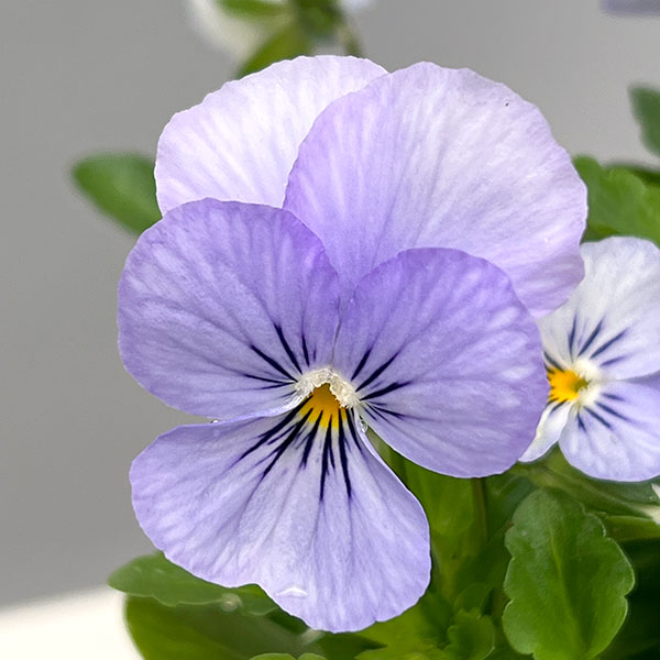 ビオラ：フィオリーナ　スカイブルー4号ポット