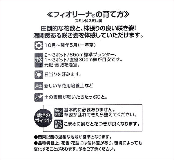 ビオラ:フィオリーナ オーロラ4号ポット