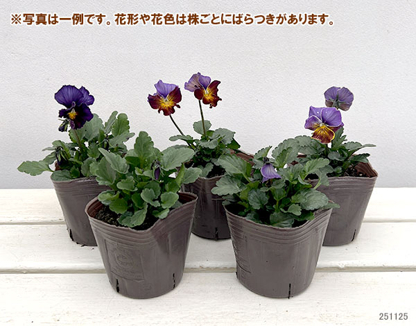 ビオラ:フレアーブルー3号ポット