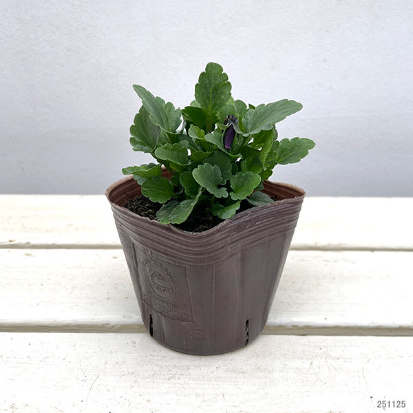 ビオラ:フレアーブルー3号ポット