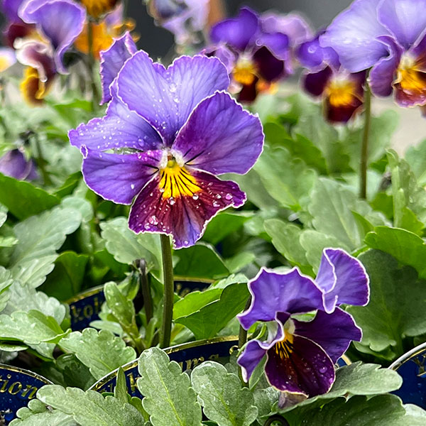 ビオラ:フレアーブルー3号ポット