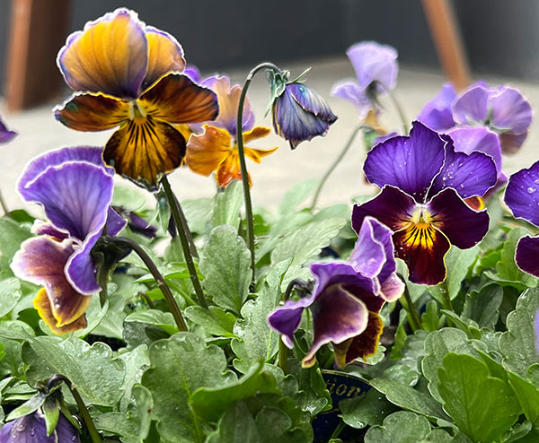 ビオラ:フレアーブルー3号ポット