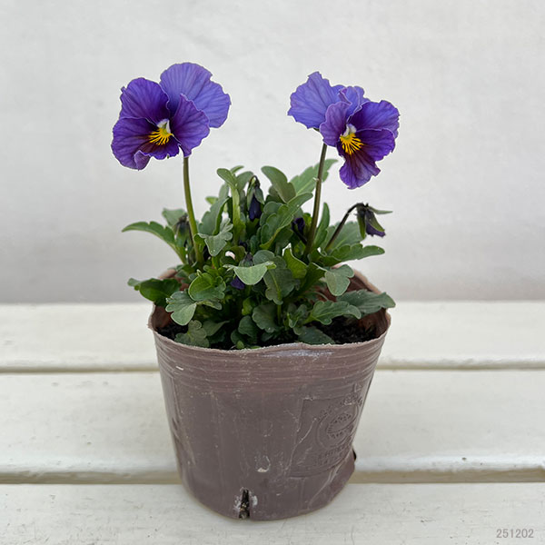 ビオラ:フレアーブルー3号ポット