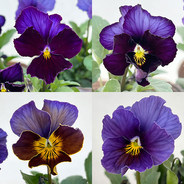 ビオラ:フレアーブルー3号ポット