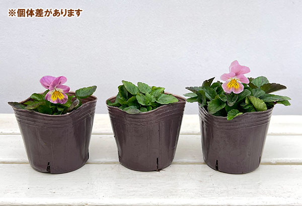 ビオラ：小桜3号ポット