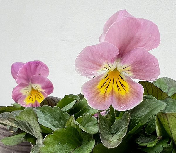 ビオラ：小桜3号ポット