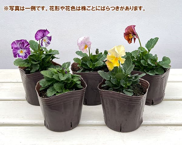 ビオラ：花まつり3号ポット