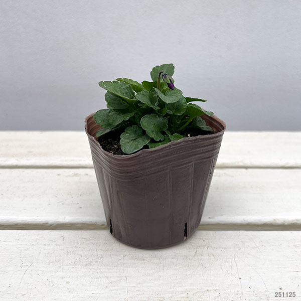 ビオラ：花まつり3号ポット