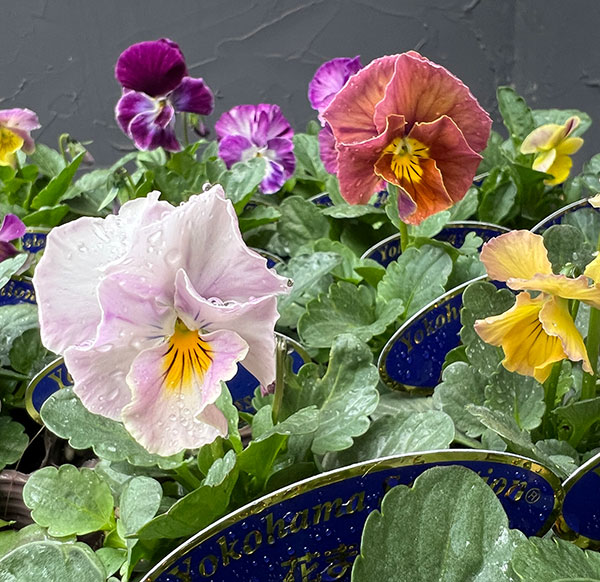 ビオラ：花まつり3号ポット