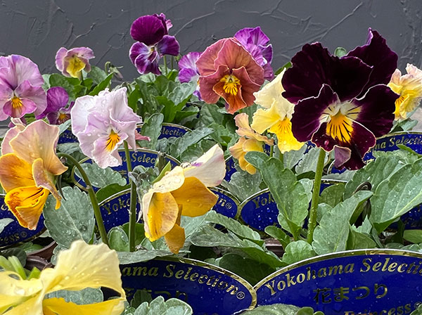 ビオラ：花まつり3号ポット