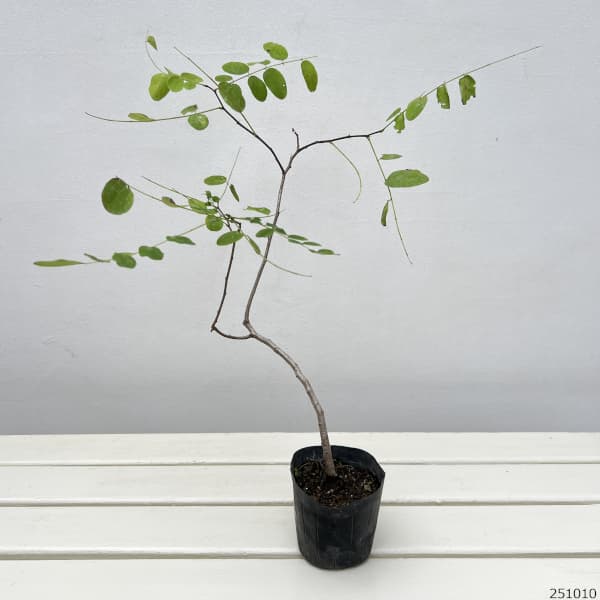 ニセアカシア（ロビニア）：フリーシア3.5号ポット