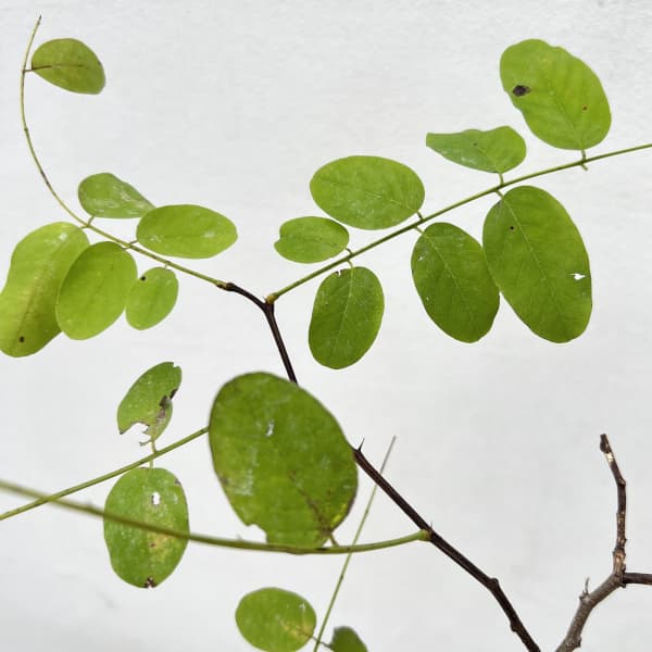 ニセアカシア（ロビニア）：フリーシア3.5号ポット