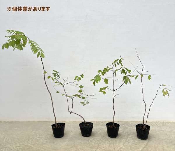 ニセアカシア（ロビニア）：フリーシア3.5号ポット