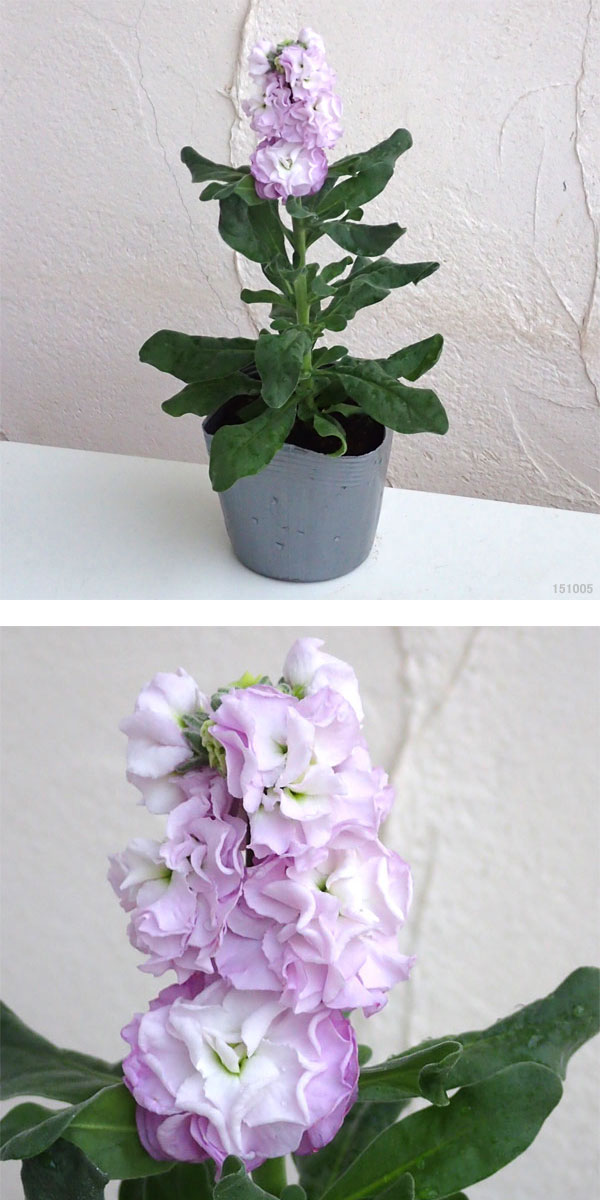 ストック：ベイビー6種セット*