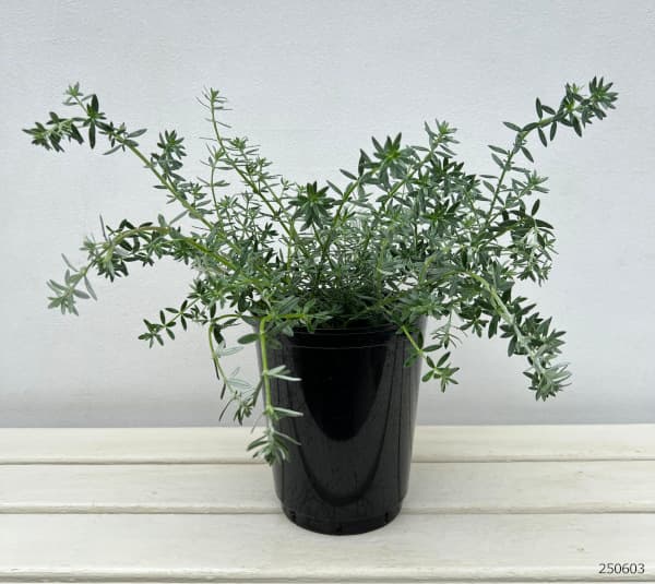 ウエストリンギア:緑葉白花5号鉢植え