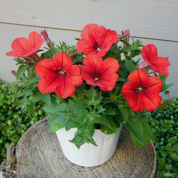 [26年4月下旬予約]ペチュニア：サフィニアレッド4号ポット(R)