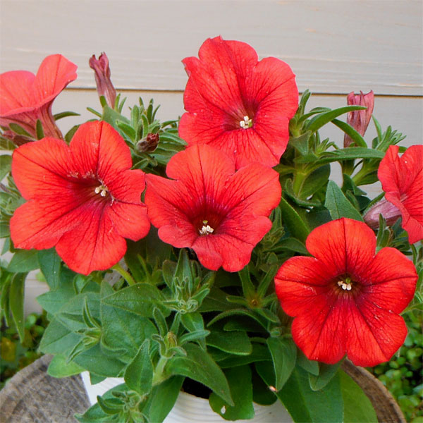 [26年4月下旬予約]ペチュニア：サフィニアレッド4号ポット(R)