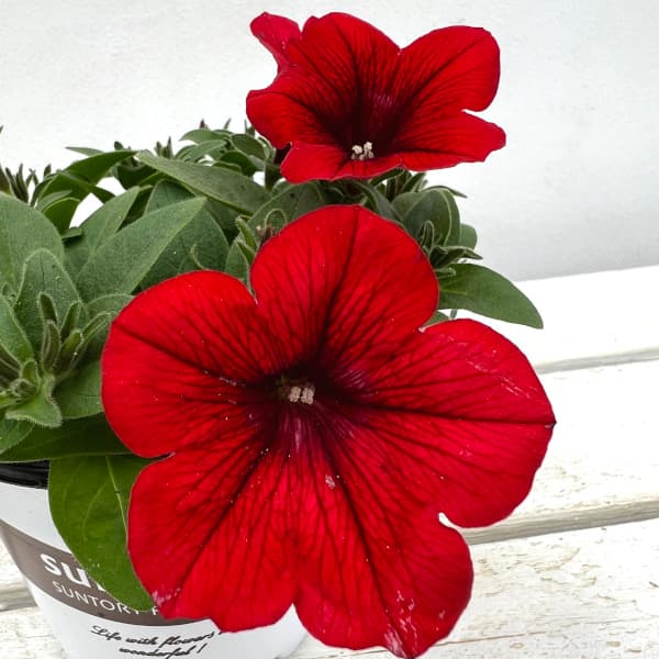 [26年4月下旬予約]ペチュニア：サフィニアレッド4号ポット(R)