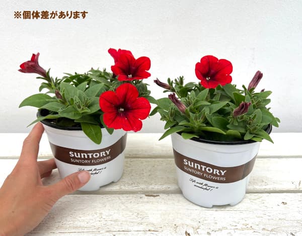 ペチュニア：サフィニアレッド4号ポット(R) の通販 | 園芸ネット