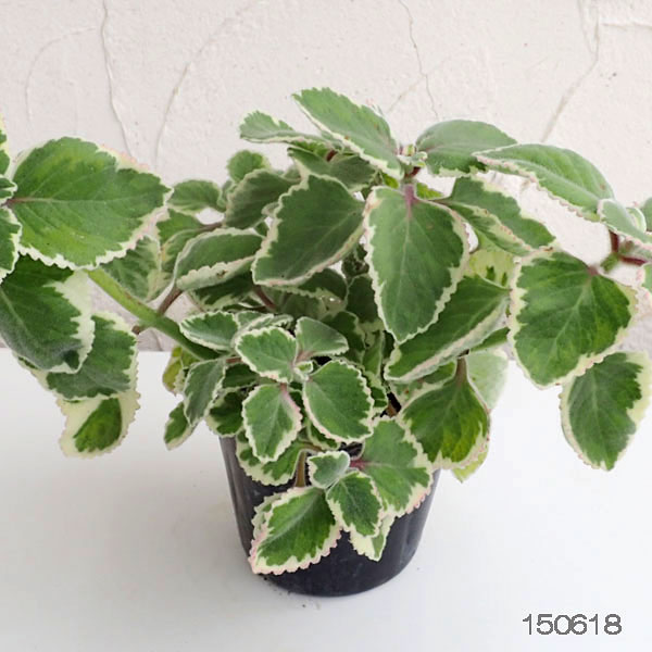 [26年4月上旬予約]コリウス：こっちに来ないで!（犬猫よけ植物）エッジ3-3.5号ポット