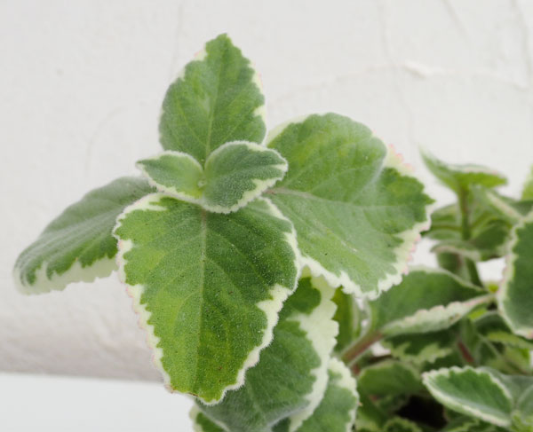 [26年4月上旬予約]コリウス：こっちに来ないで!（犬猫よけ植物）エッジ3-3.5号ポット