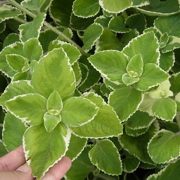 [26年4月上旬予約]コリウス：こっちに来ないで!（犬猫よけ植物）エッジ3-3.5号ポット