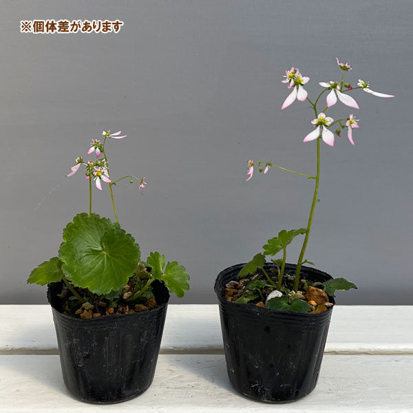 赤花ハルユキノシタ3号ポット
